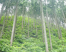 育林コンクール/石川県知事賞