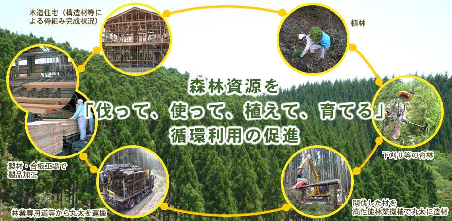 森林資源を「伐って、使って、植えて、育てる」循環利用の促進