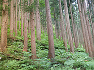 いしかわ森林環境基金事業による強度間伐（実施後5年）