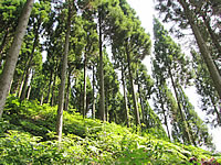 育林コンクール/石川県知事賞