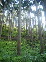 育林コンクール/県知事賞