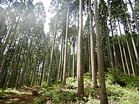 育林コンクール/石川県知事賞