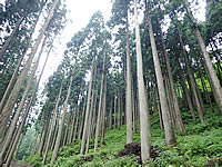 育林コンクール/石川県知事賞