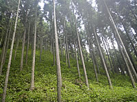 育林コンクール/林野庁長官賞